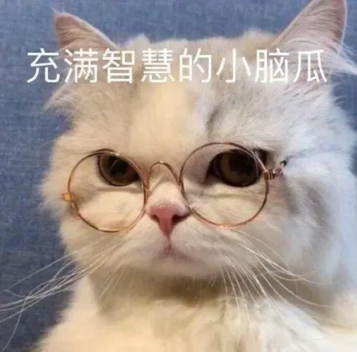 kaiyun中国官方网站超超超大碗20元档鲜肉「冻干烘焙粮」打工人的新福音？(图5)