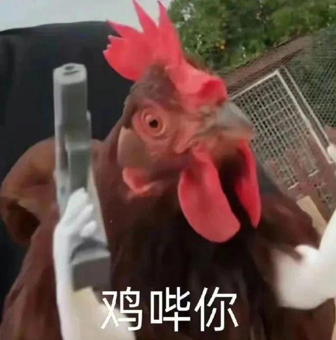 kaiyun中国官方网站超超超大碗20元档鲜肉「冻干烘焙粮」打工人的新福音？(图2)