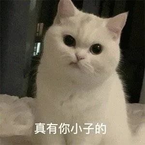 kaiyun中国官方网站超超超大碗20元档鲜肉「冻干烘焙粮」打工人的新福音？(图6)