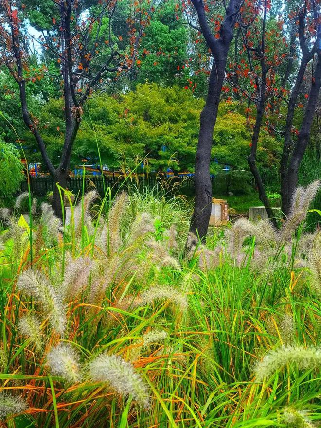 音乐、运动、美食……相约都市森林狂欢节！(图2)