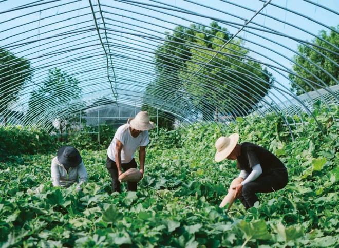 烘焙“内卷”生死局仟吉用“不卷”破局(图1)